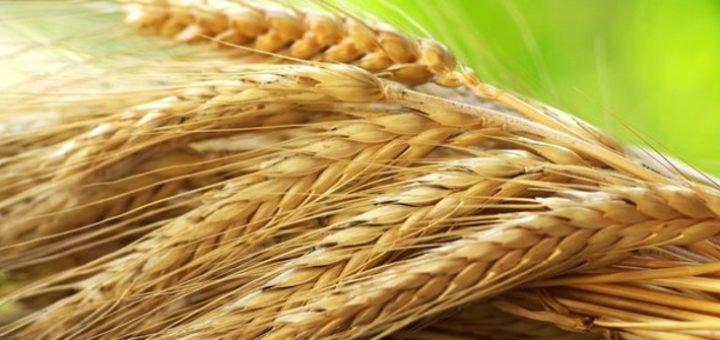 Мод скрипт FS17 Original Income Mod for Standard Fruit V 1.0 Script Farming Simulator 17