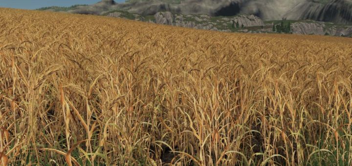 Текстуры Forgotten Plants – Wheat / Barley 1.1.0 FS19