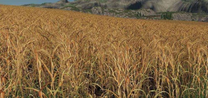 Текстуры Ячменя и Пшеницы Forgotten Plants – Wheat / Barley v1.0 FS19