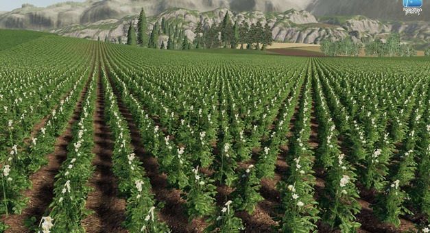 Текстуры Forgotten Plants – Potato / Sugarbeet / Oilseed Radish v1.0 FS19